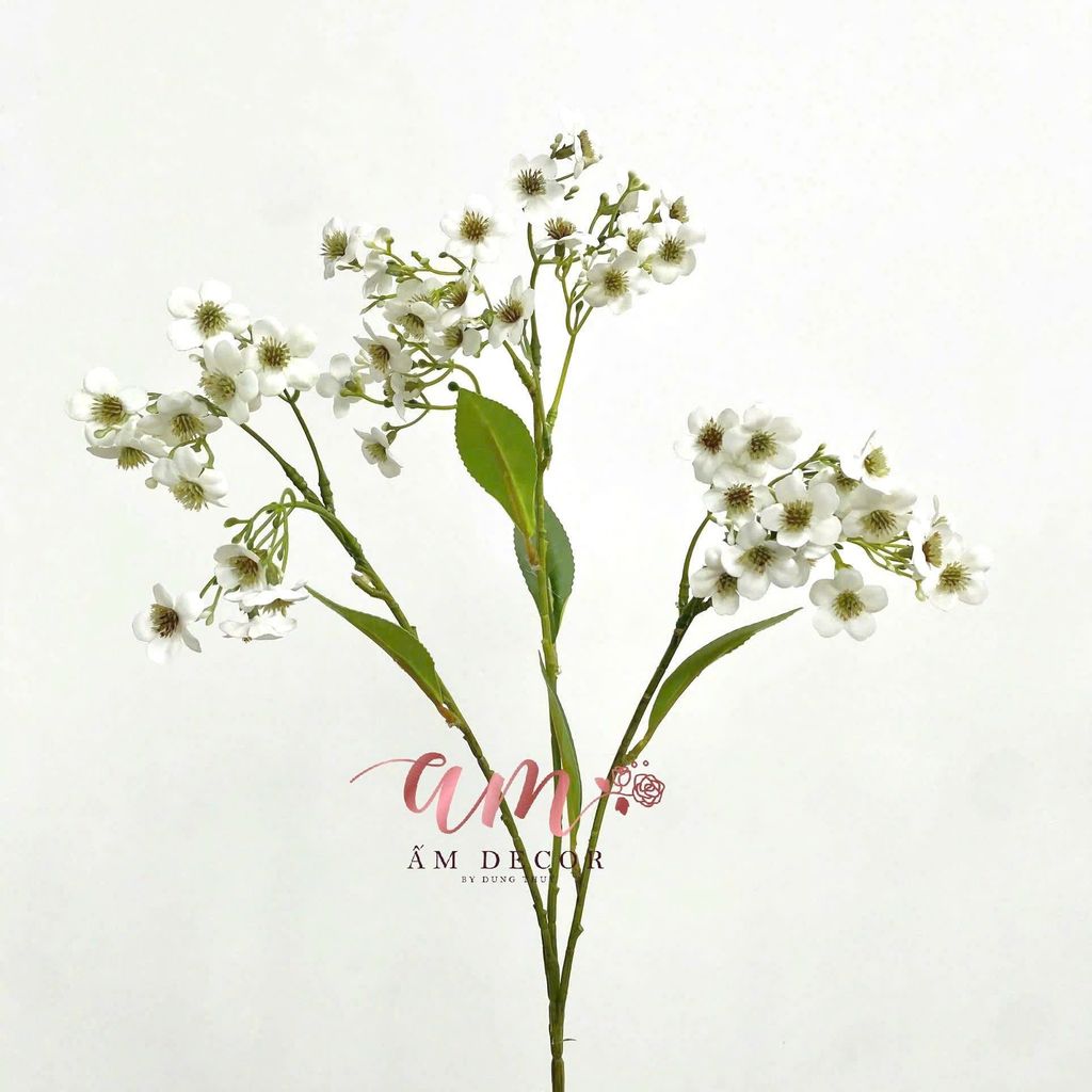 HOA SAO DẠI (TRẮNG)