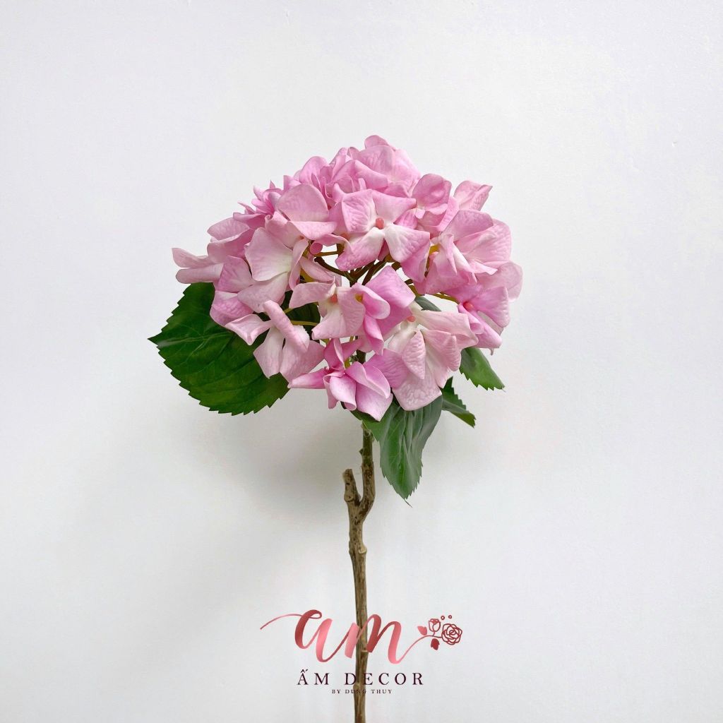 CẨM TÚ CẦU CÁNH XOĂN DƯỠNG ẨM