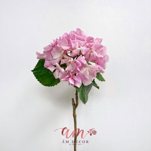  CẨM TÚ CẦU CÁNH XOĂN DƯỠNG ẨM 