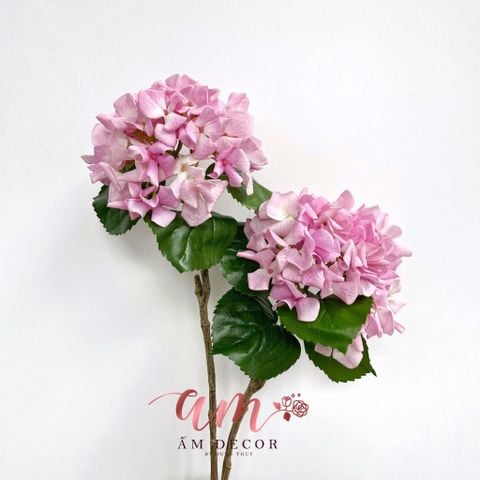  CẨM TÚ CẦU CÁNH XOĂN DƯỠNG ẨM 