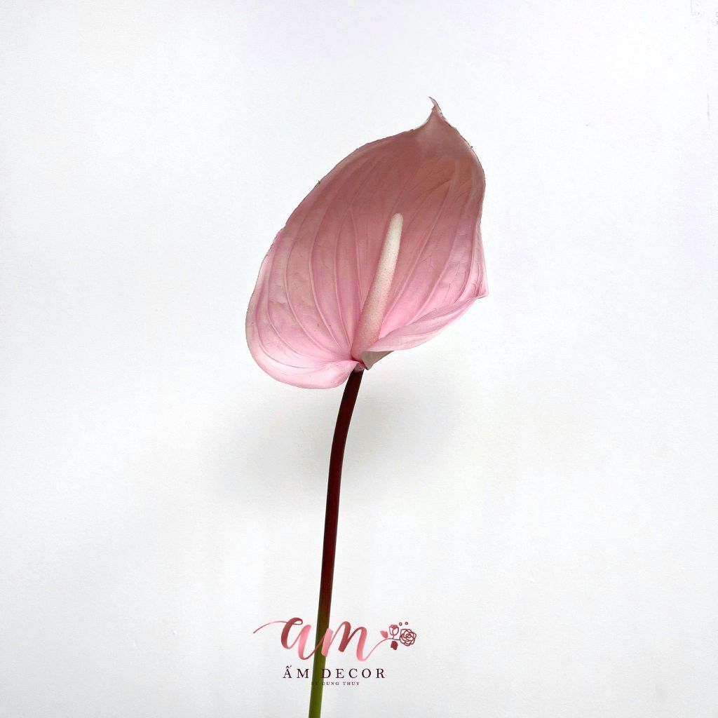 HỒNG MÔN TÍA SỮA