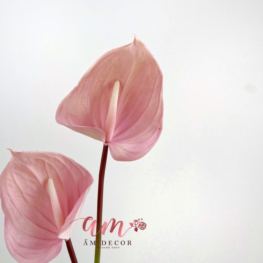 HỒNG MÔN TÍA SỮA