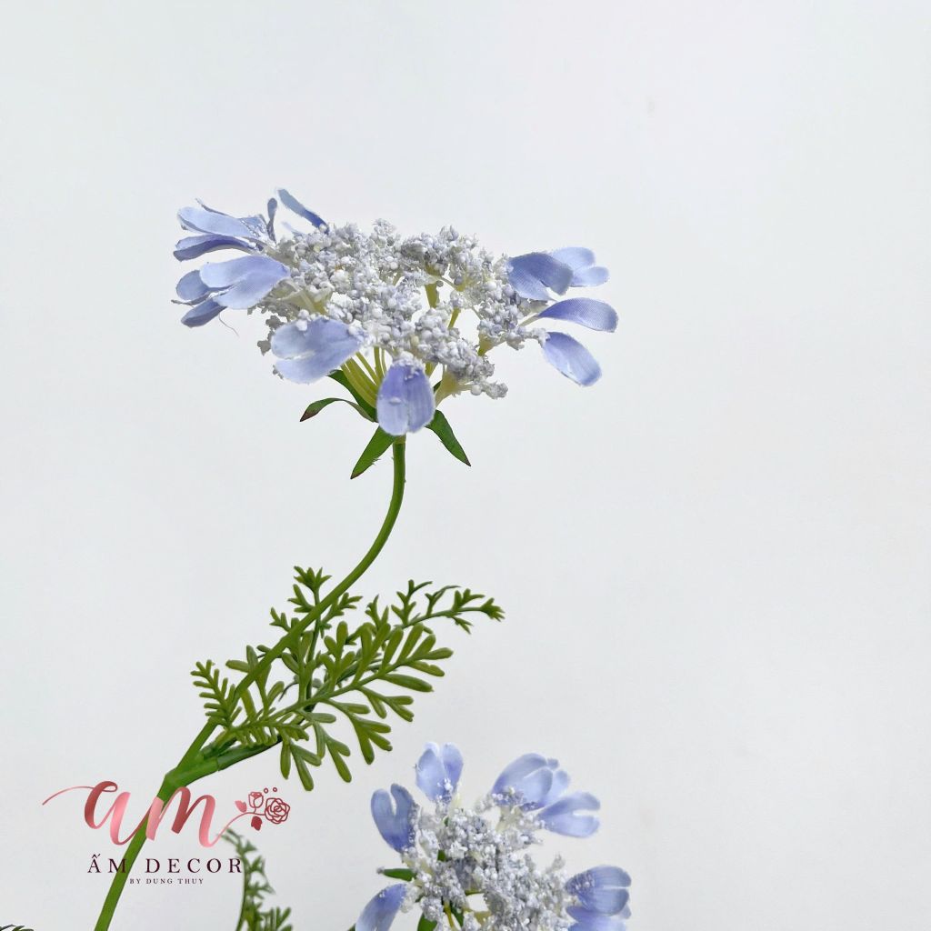 HOA CÀ RỐT (Xanh Dương)
