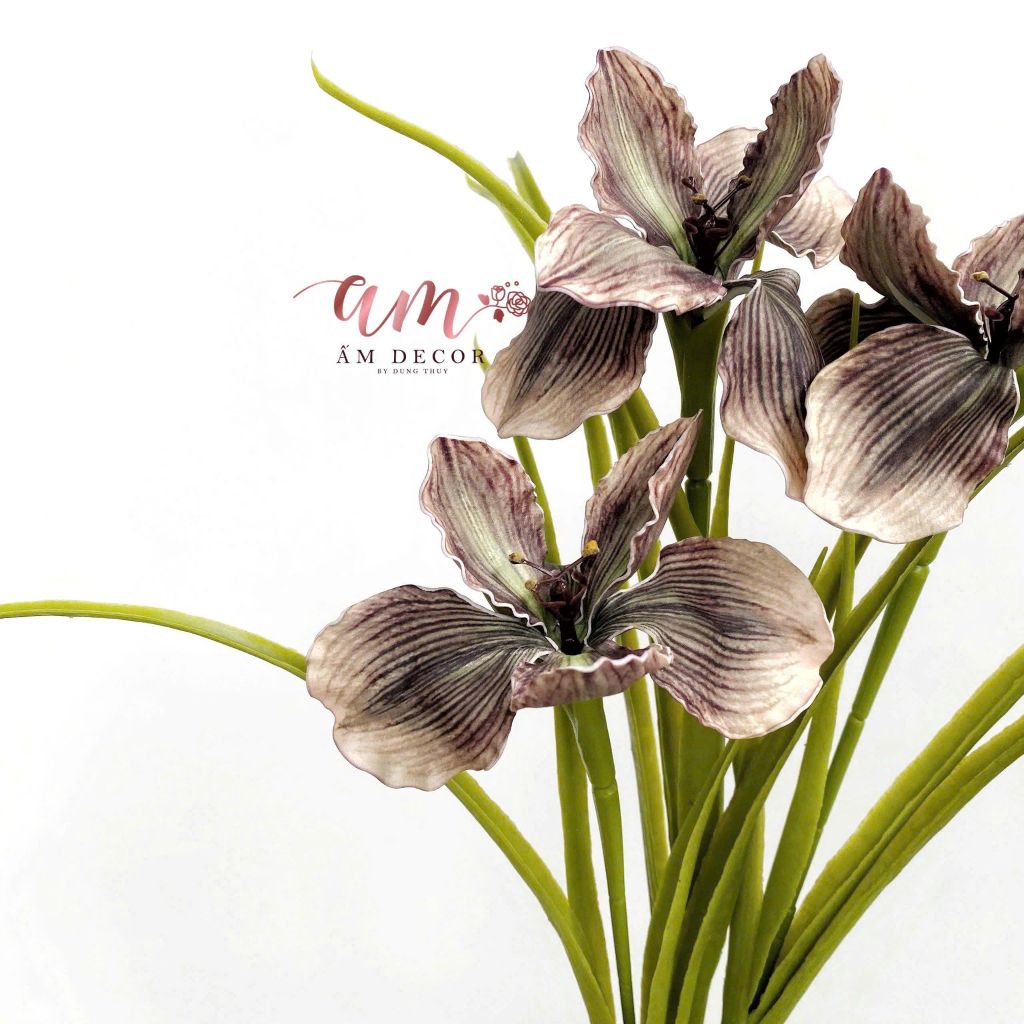 DIÊN VĨ PHƯỢNG HOÀNG (Nâu Tía)