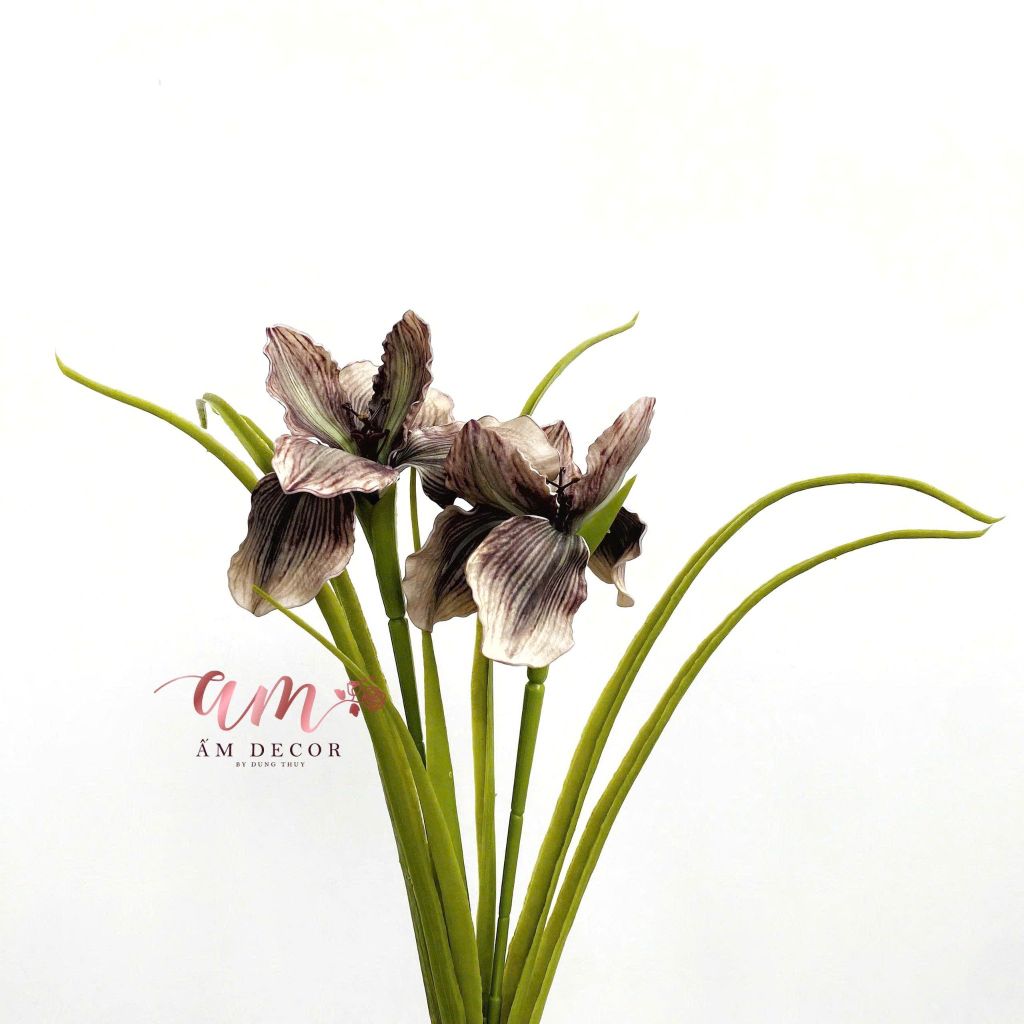 DIÊN VĨ PHƯỢNG HOÀNG (Nâu Tía)