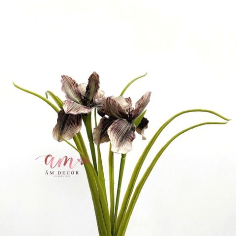  DIÊN VĨ PHƯỢNG HOÀNG (Nâu Tía) 