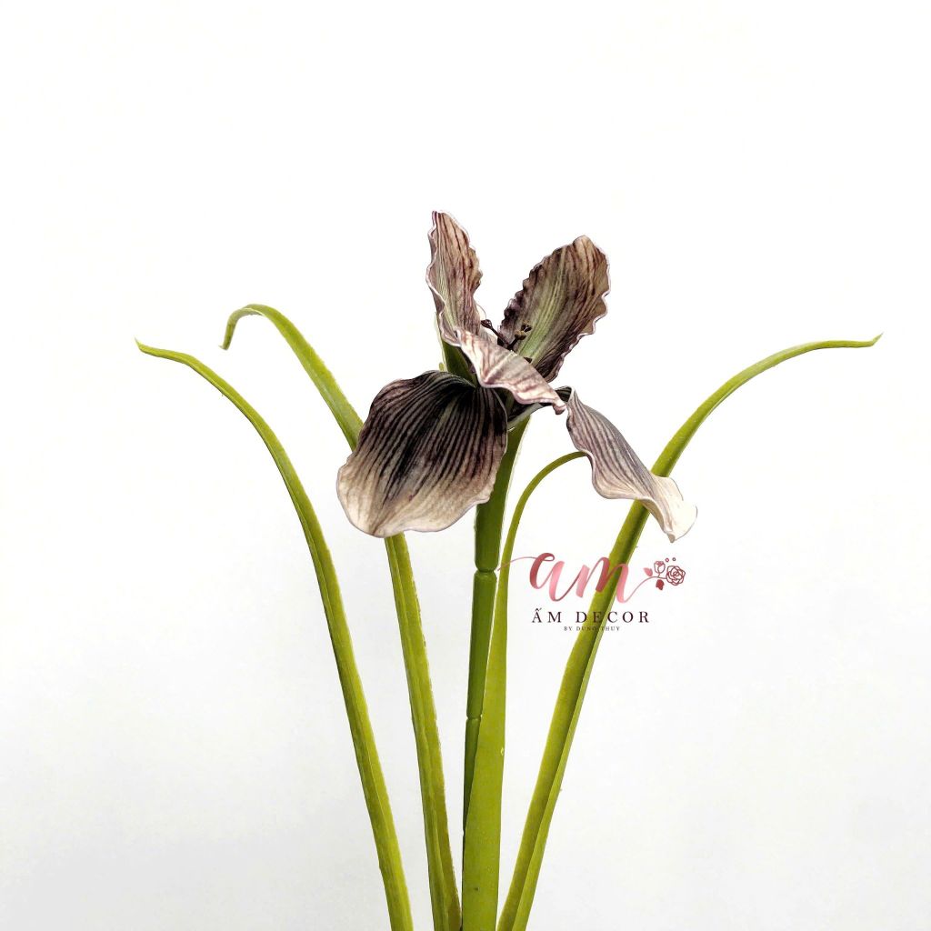 DIÊN VĨ PHƯỢNG HOÀNG (Nâu Tía)