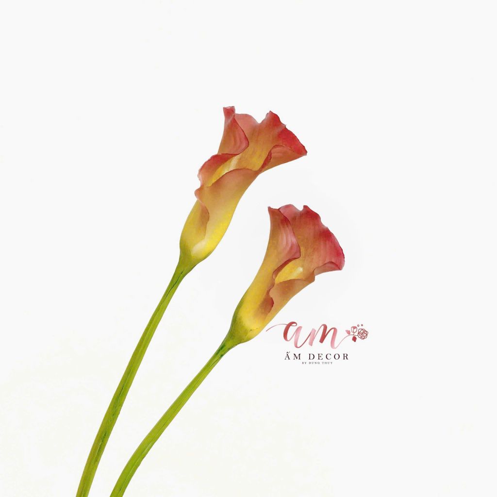RUM NHỎ XỊN 2025