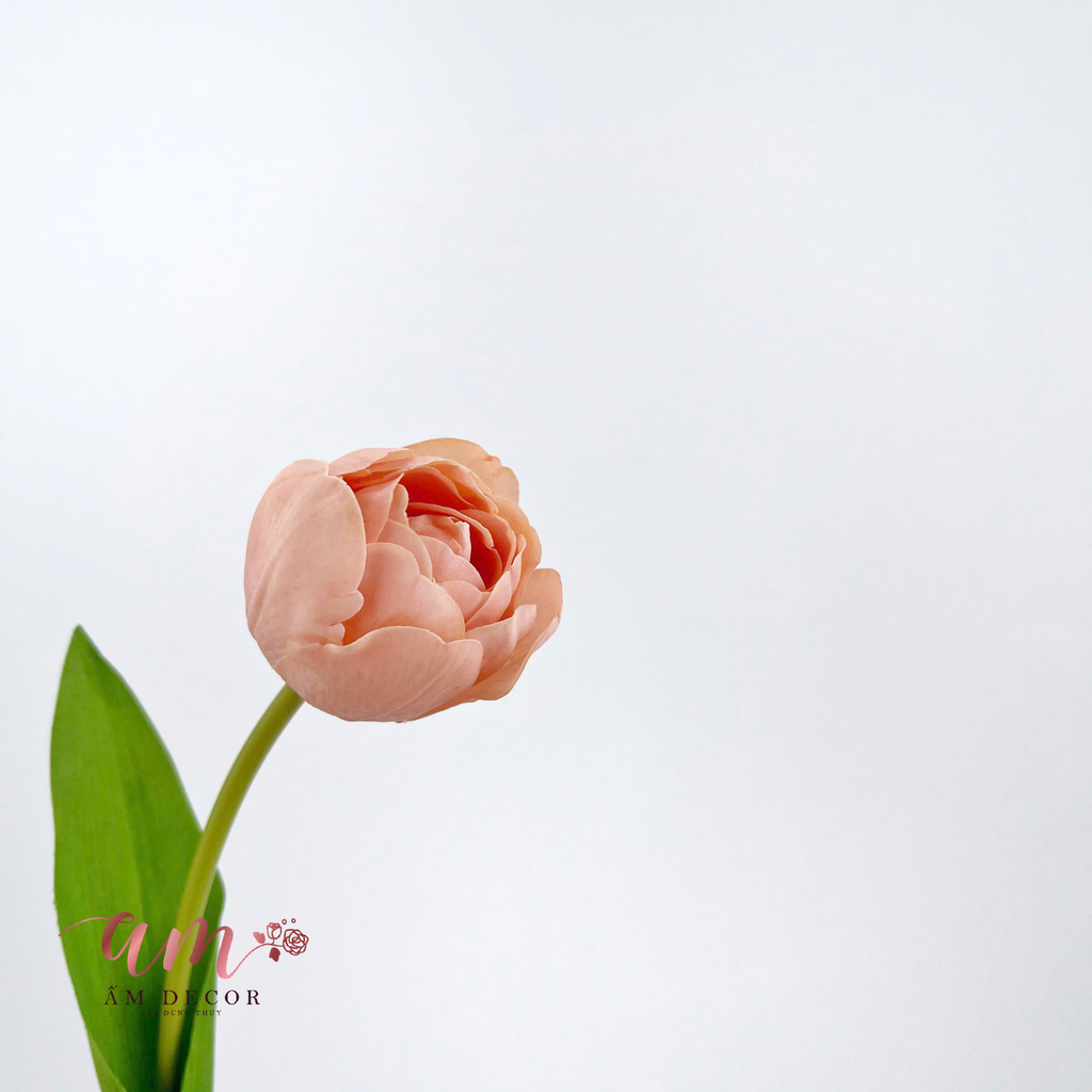 TULIP KÉP NHIỀU CÁNH (CAM DA ĐẬM)