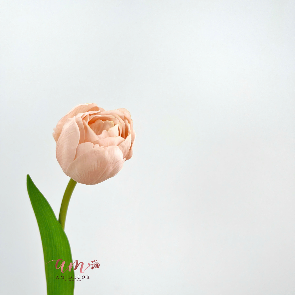 TULIP KÉP NHIỀU CÁNH (CAM DA NHẠT)