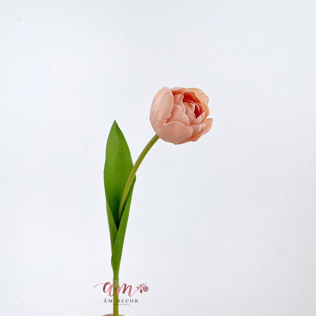 TULIP KÉP NHIỀU CÁNH (CAM DA ĐẬM)