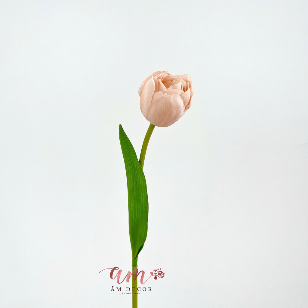 TULIP KÉP NHIỀU CÁNH (CAM DA NHẠT)