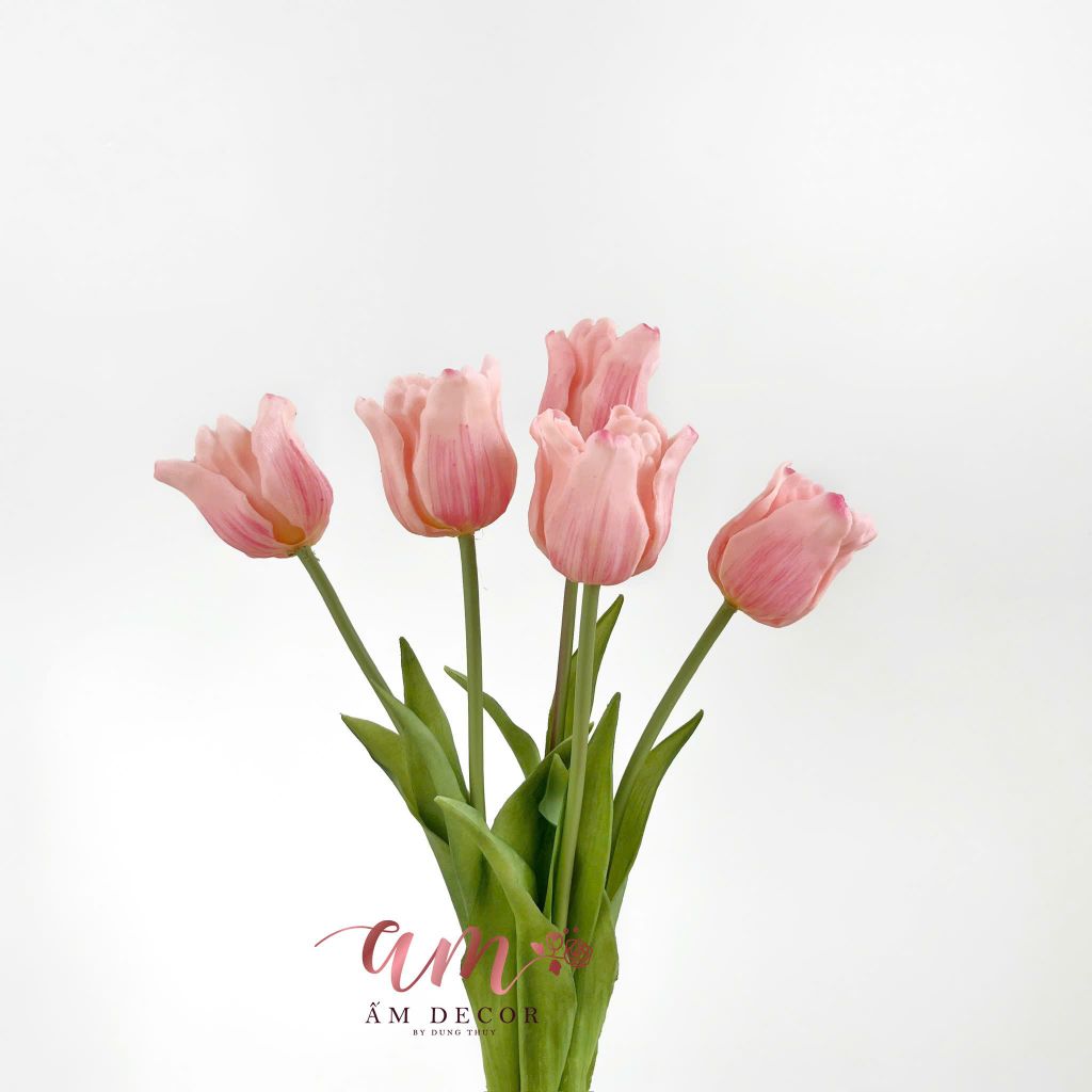TULIP CHUÔNG XÒE