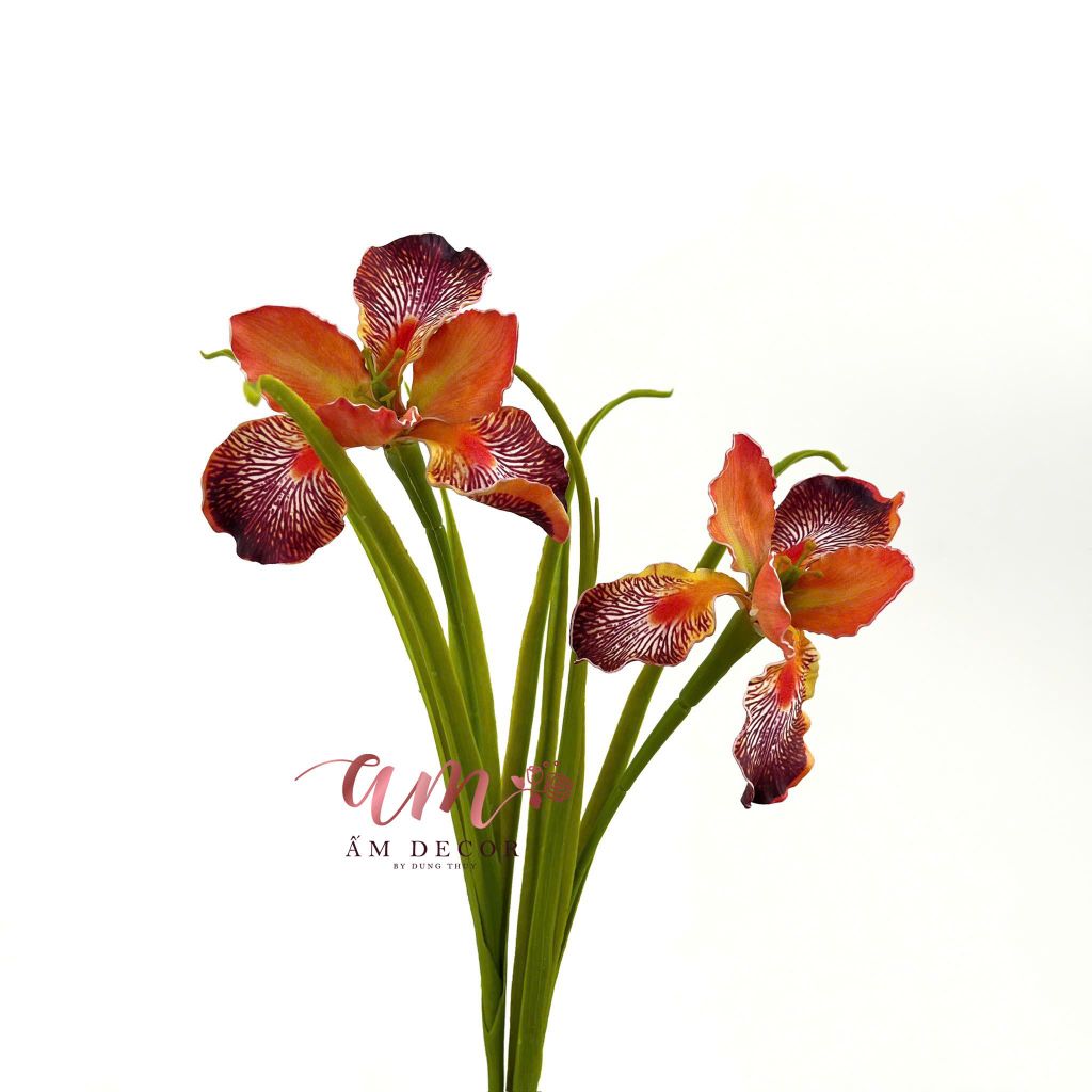 DIÊN VĨ PHƯỢNG HOÀNG (Cam)