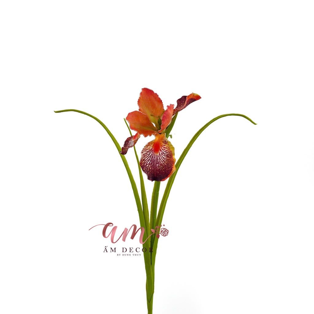 DIÊN VĨ PHƯỢNG HOÀNG (Cam)