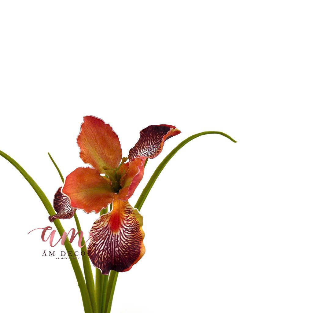 DIÊN VĨ PHƯỢNG HOÀNG (Cam)