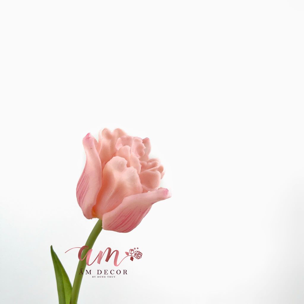 TULIP CHUÔNG XÒE