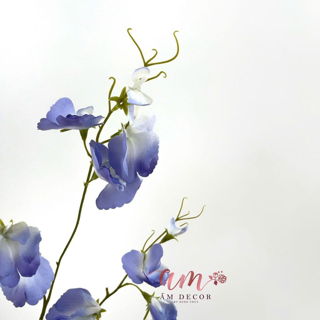 ĐẬU THƠM KHÔNG LÁ GIỮ ẨM (Xanh Tím)