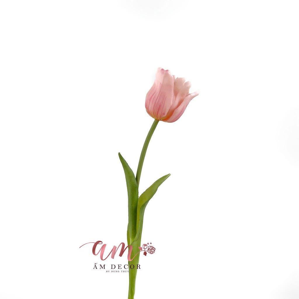 TULIP CHUÔNG XÒE