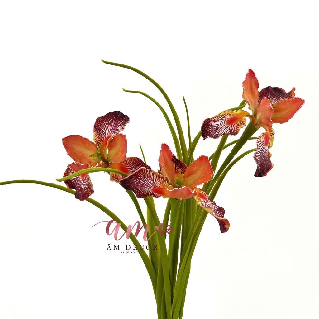 DIÊN VĨ PHƯỢNG HOÀNG (Cam)