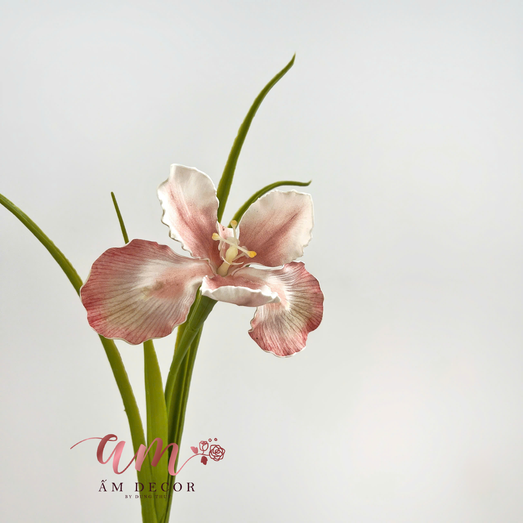 DIÊN VĨ PHƯỢNG HOÀNG (Hồng)