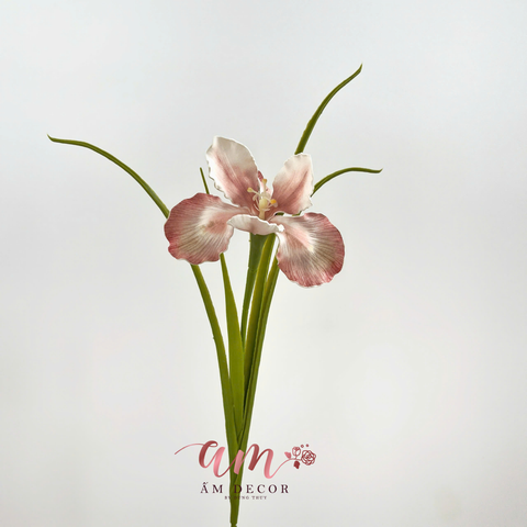  DIÊN VĨ PHƯỢNG HOÀNG (Hồng) 