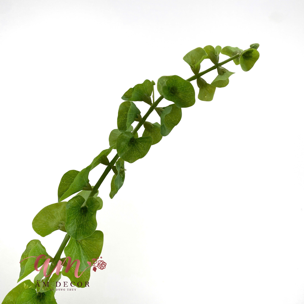 CÒ VỎ SÒ