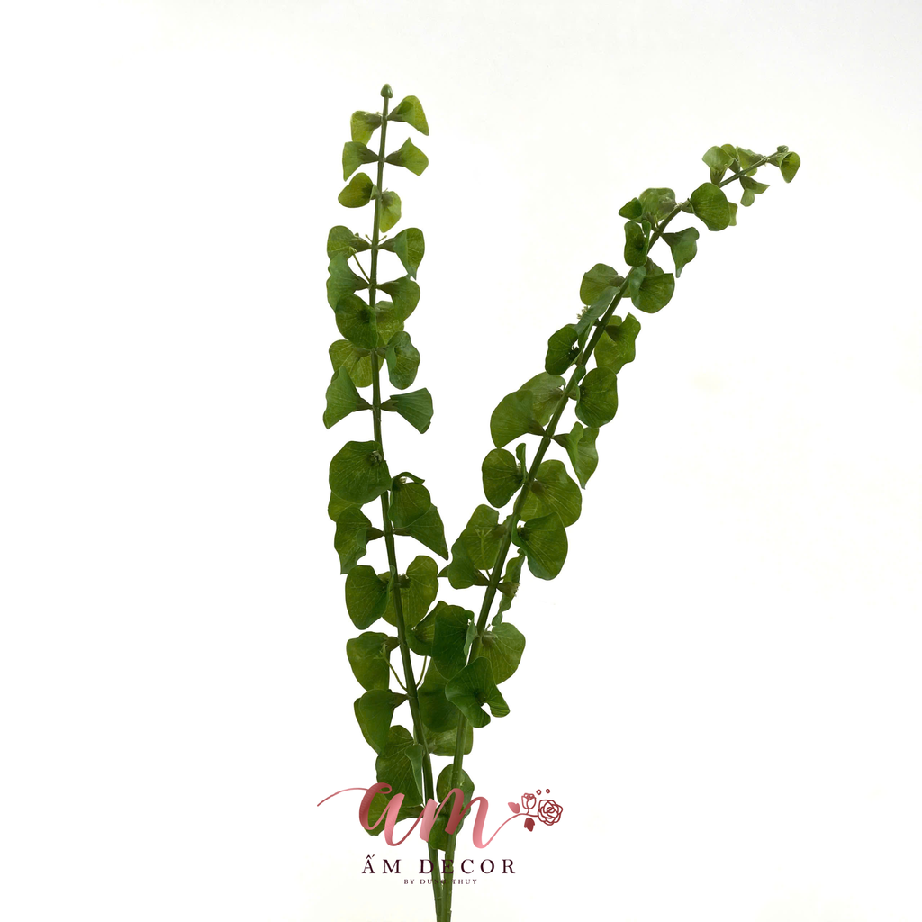 CÒ VỎ SÒ