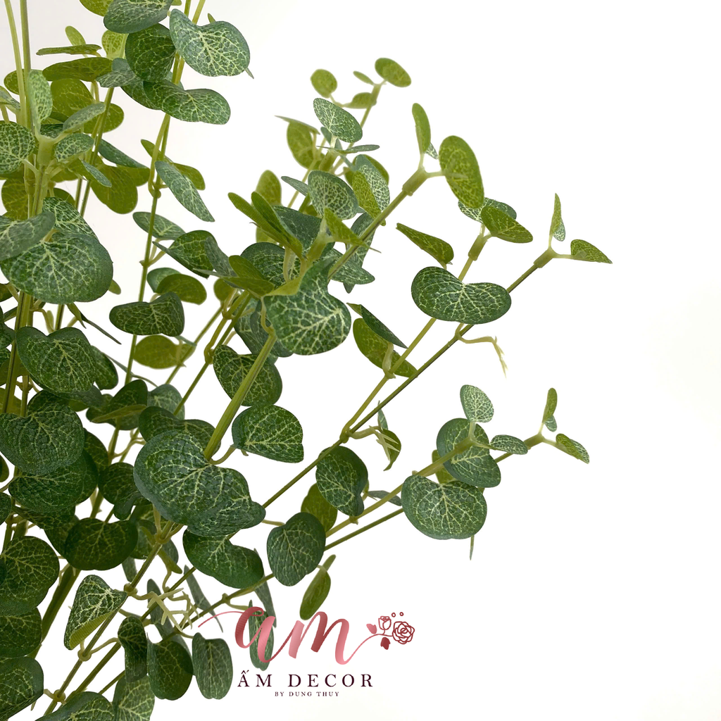 CHÙM LÁ KHUYNH DIỆP MINI