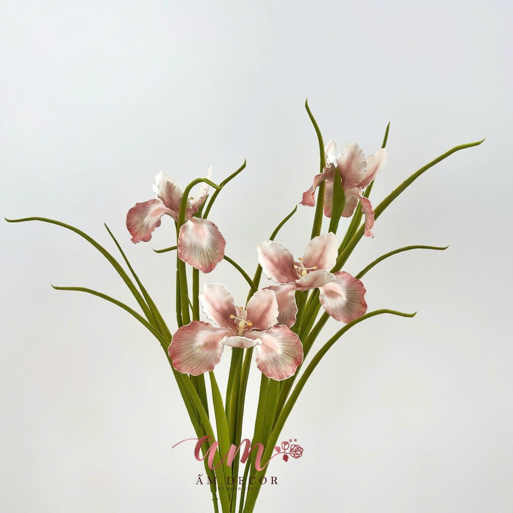 DIÊN VĨ PHƯỢNG HOÀNG (Hồng)