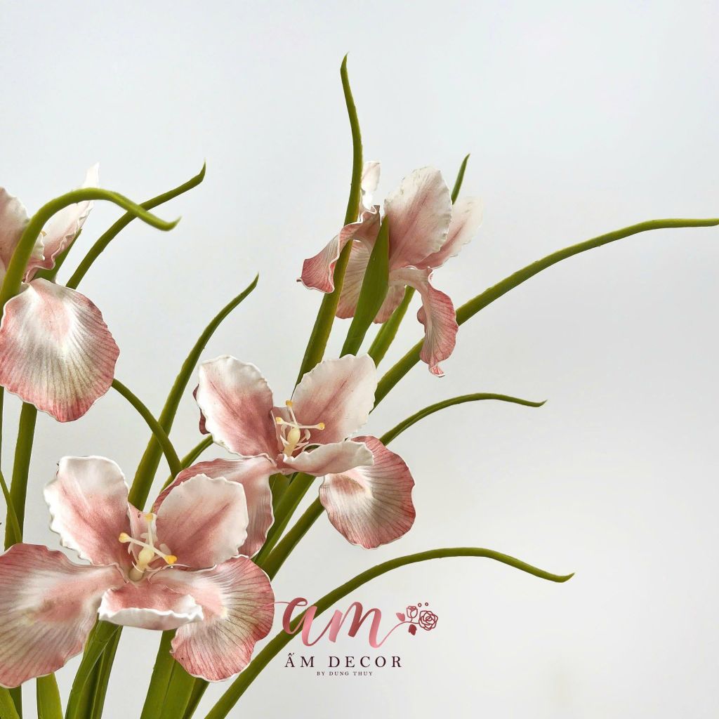 DIÊN VĨ PHƯỢNG HOÀNG (Hồng)