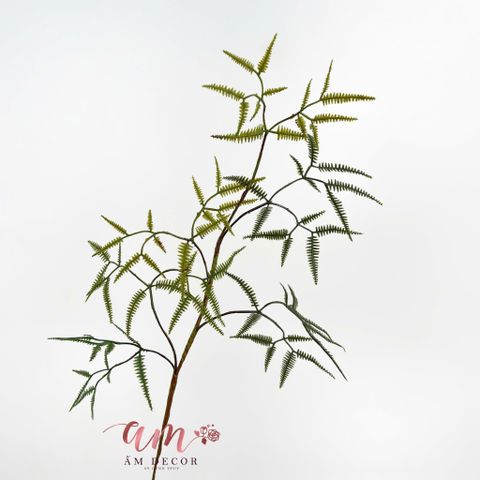  CÀNH LÁ XẤU HỔ 