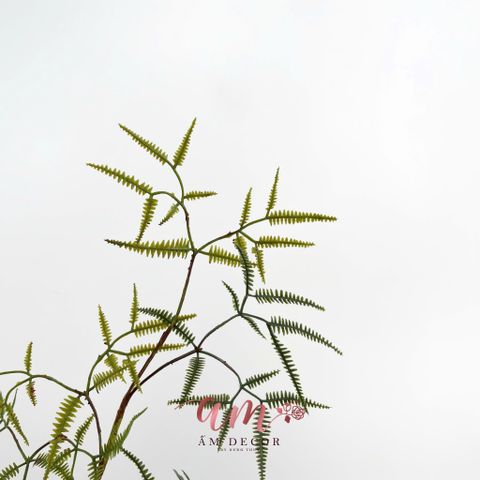  CÀNH LÁ XẤU HỔ 