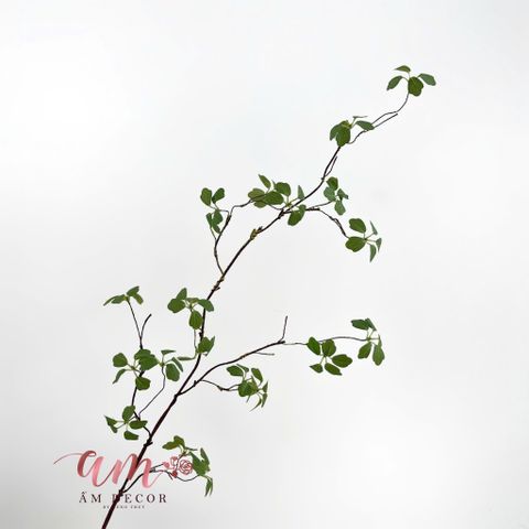  CÀNH LÁ NGŨ GIA BÌ 