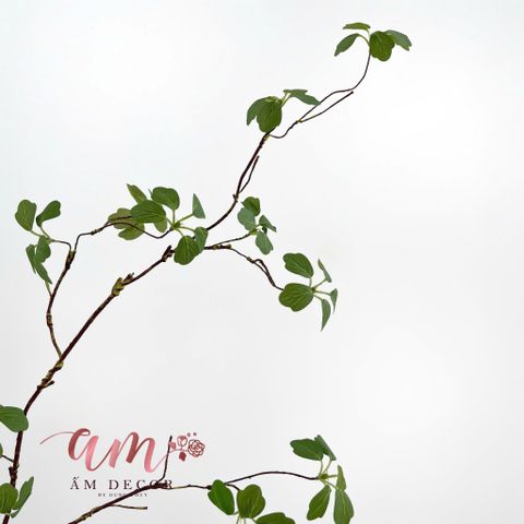  CÀNH LÁ NGŨ GIA BÌ 