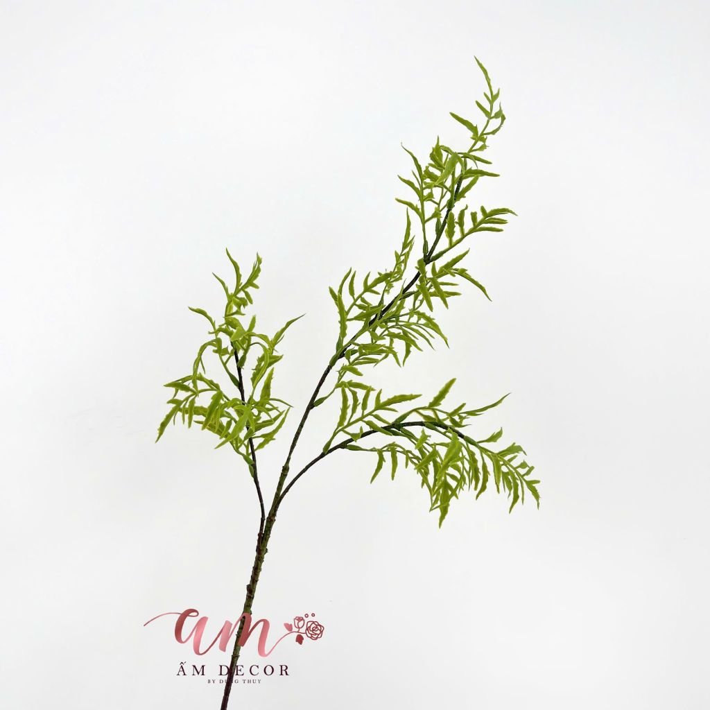 CỎ DƯƠNG XỈ 3 NHÁNH