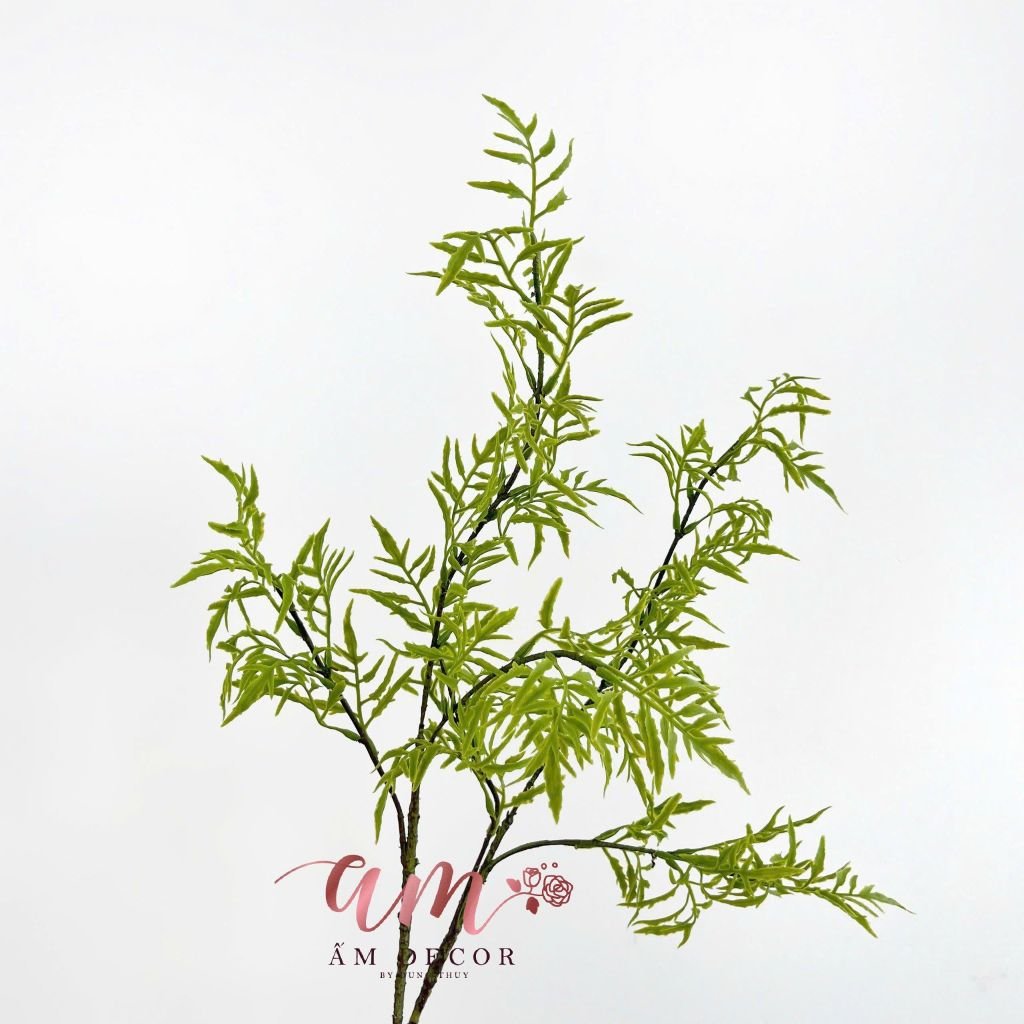CỎ DƯƠNG XỈ 3 NHÁNH