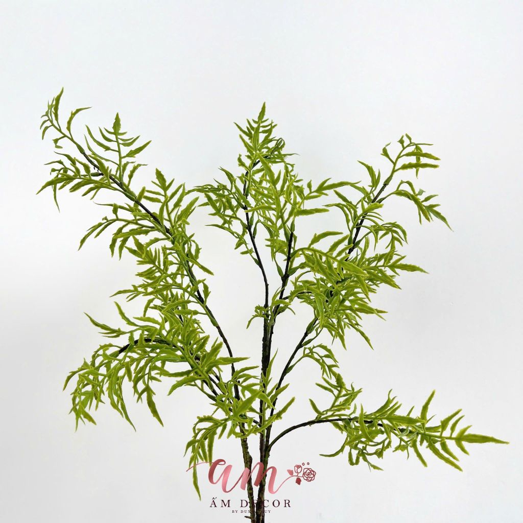 CỎ DƯƠNG XỈ 3 NHÁNH