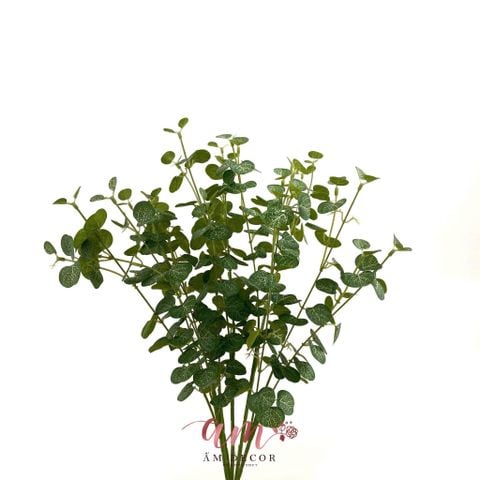  CHÙM LÁ KHUYNH DIỆP MINI 