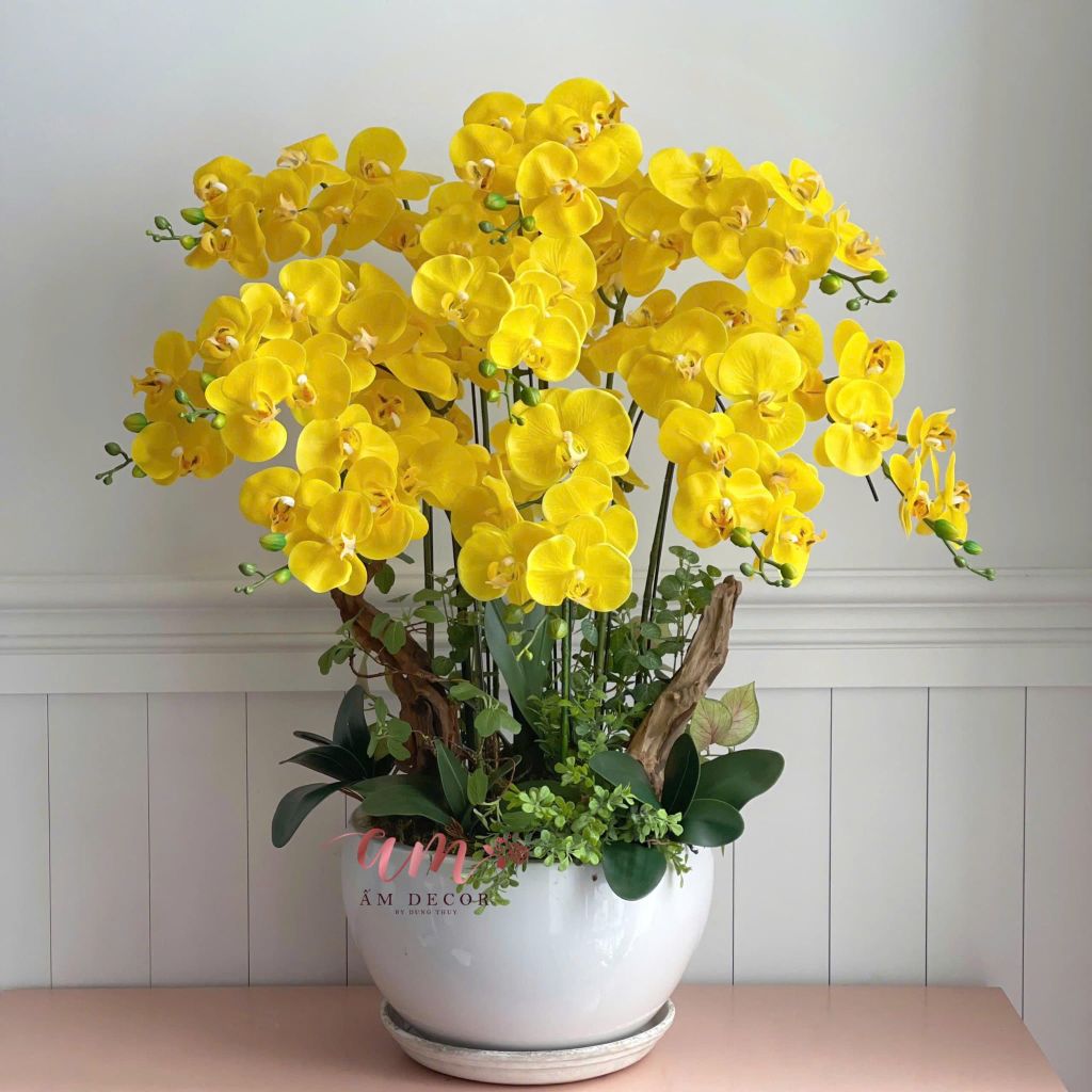 ZBÌNH HOA LAMOON ORCHID