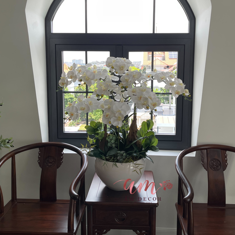  BÌNH HOA PEARL ORCHID 