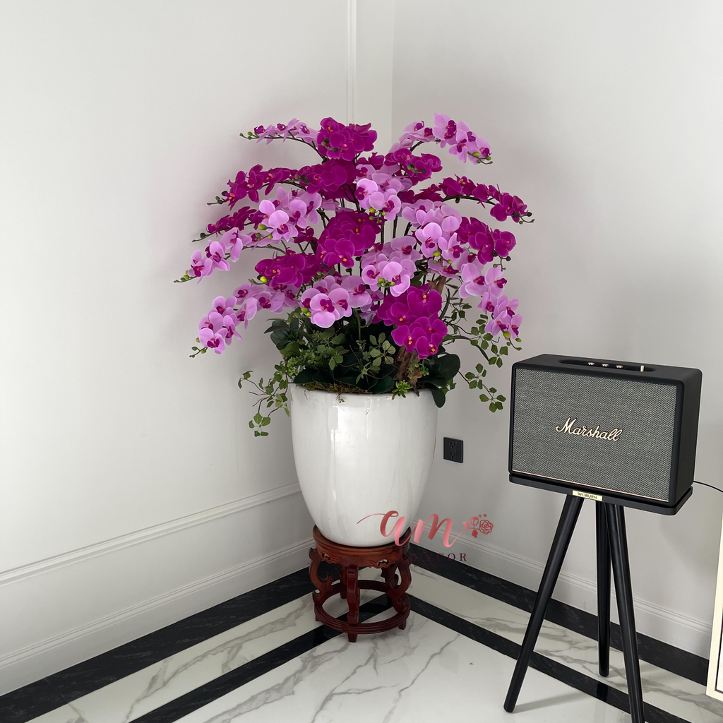 BÌNH HOA VIOLA NOCTIS ORCHID