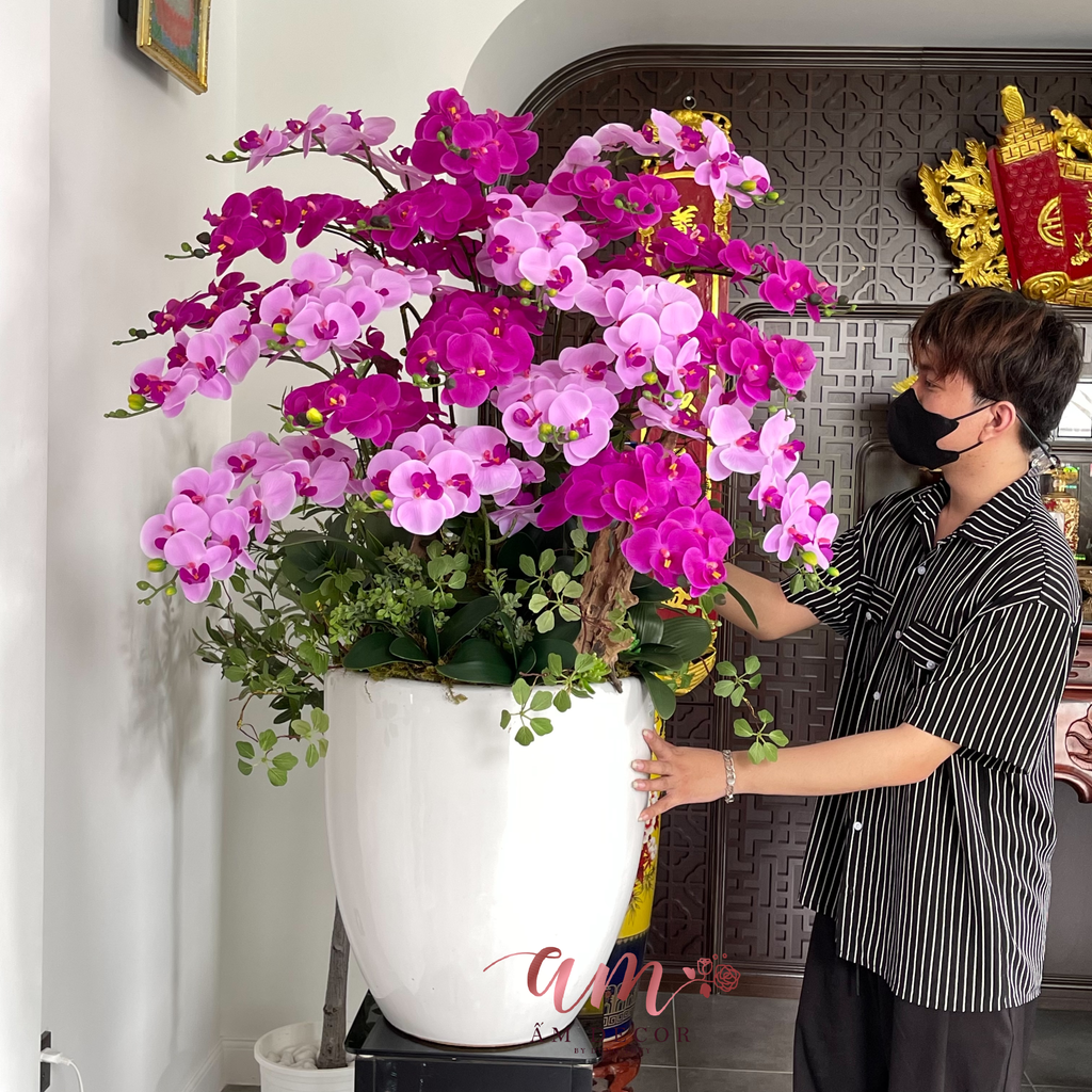 BÌNH HOA VIOLA NOCTIS ORCHID