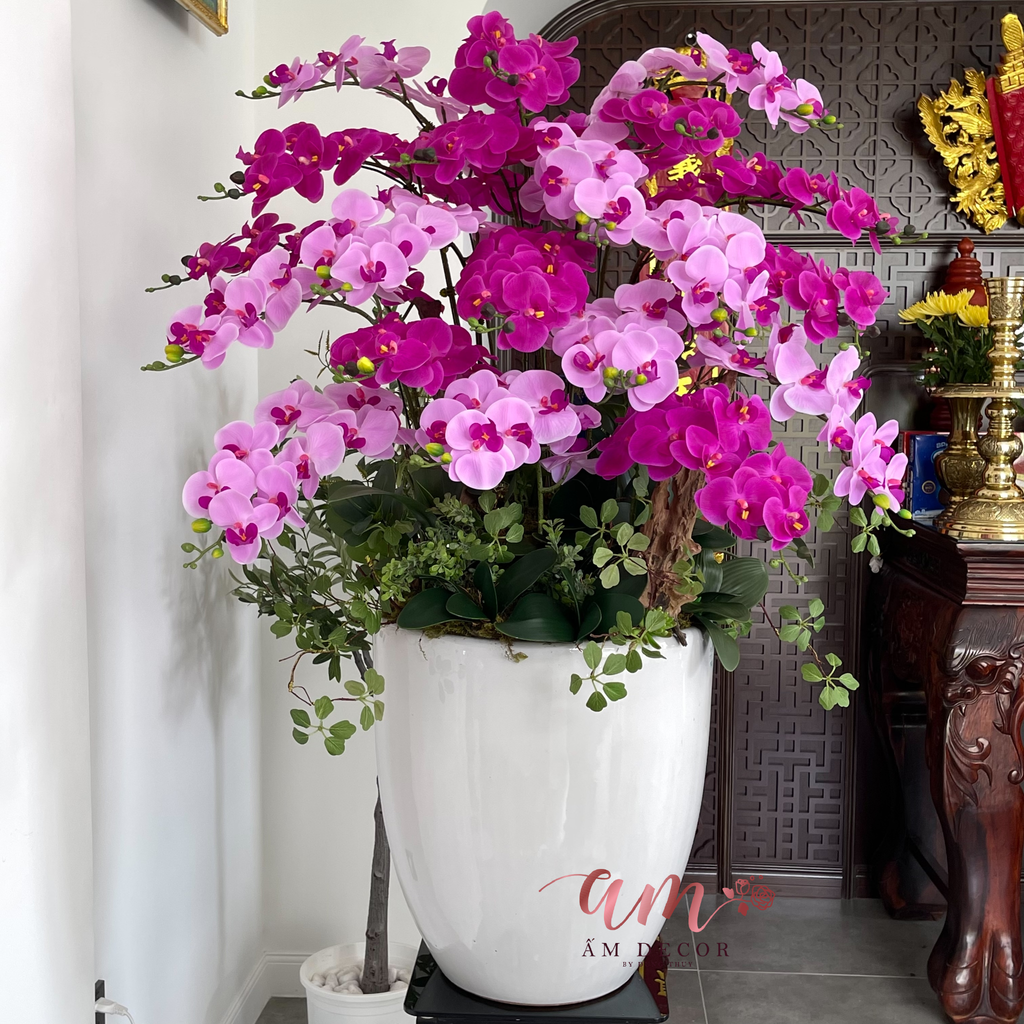 BÌNH HOA VIOLA NOCTIS ORCHID