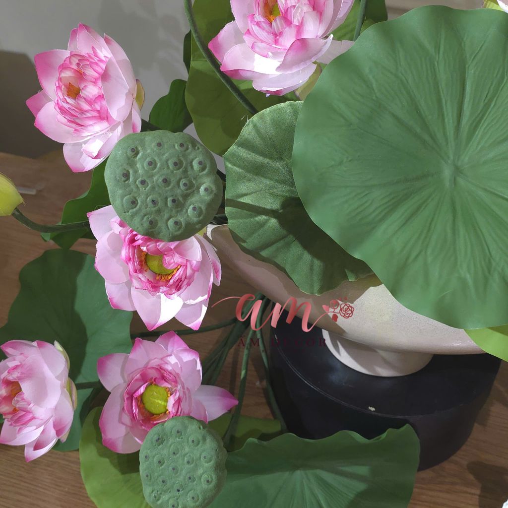 ZBÌNH HOA ROSA LOTUS