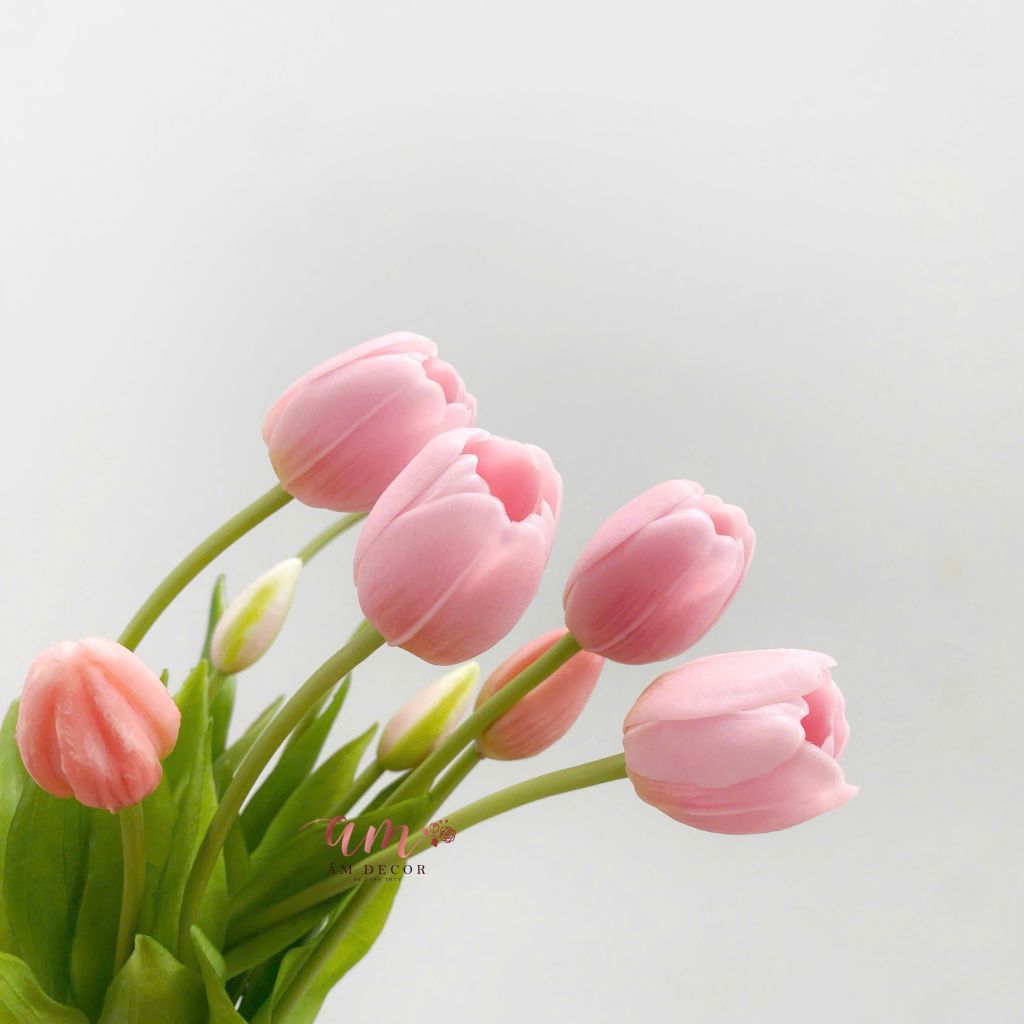 ZCHÙM TULIP HỒNG