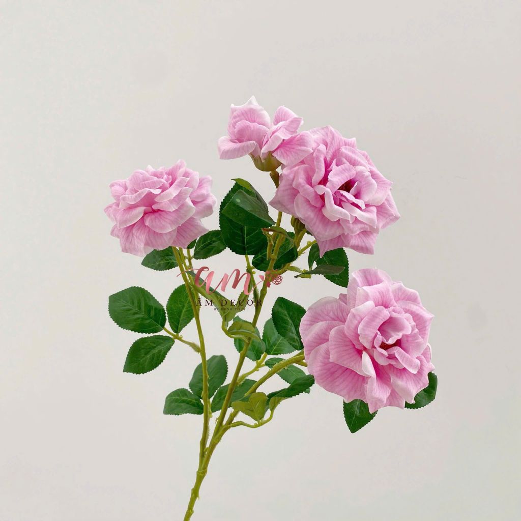 HOA HỒNG ANH BÔNG NỞ ( Hồng)