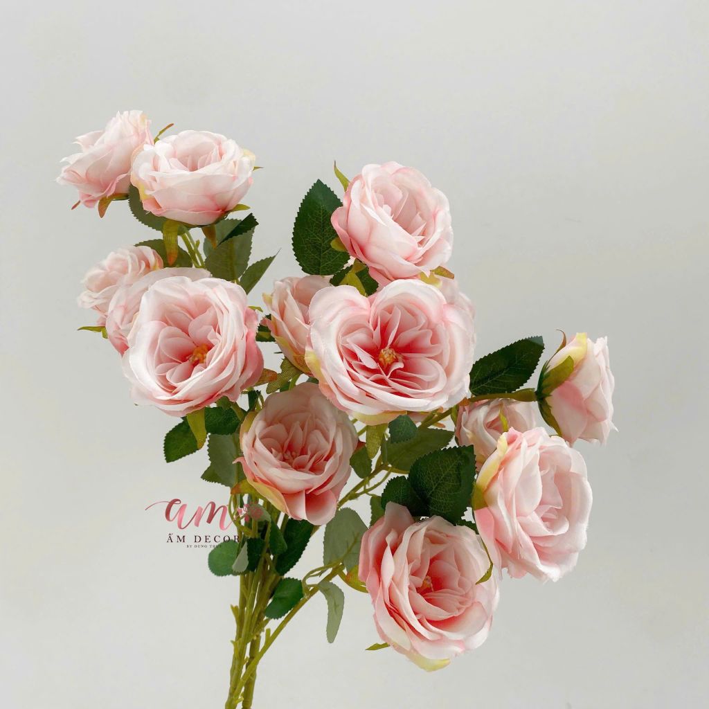 CÀNH HỒNG BÚP 6B