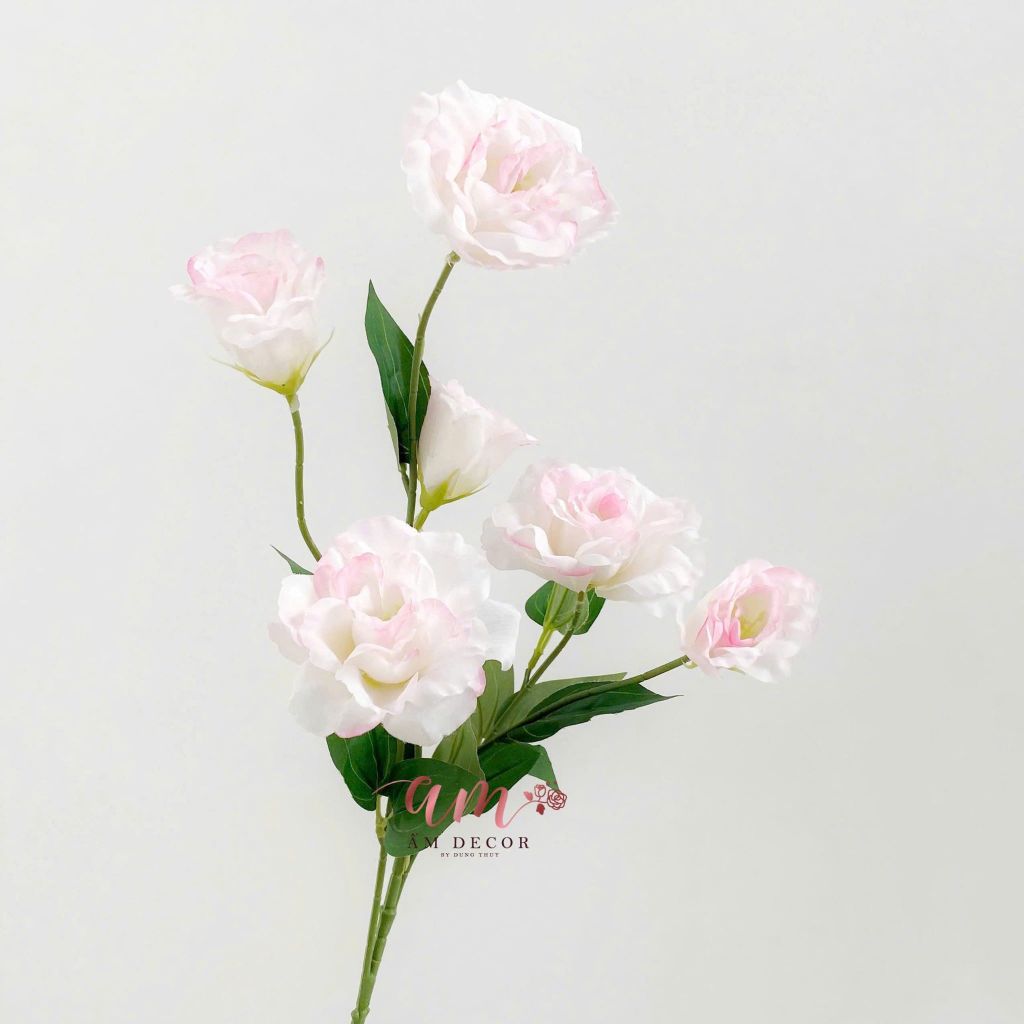 CÁT TƯỜNG HỒNG