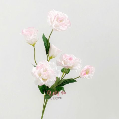  CÁT TƯỜNG HỒNG 